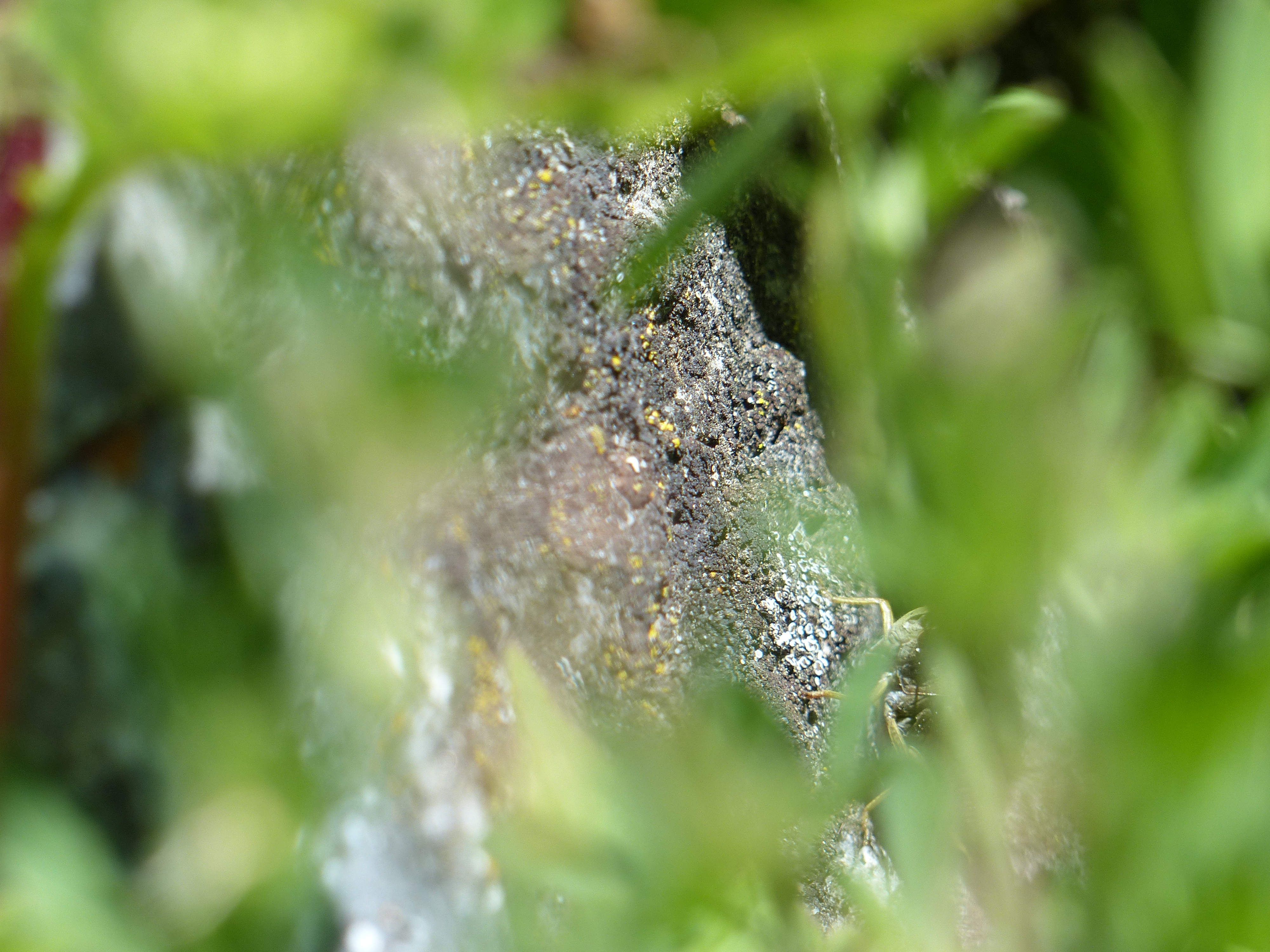 La THERAPIE PSYCHO-CORPORELLE Conscience Physiologique avec Régine Dayer 2 20 06 14 plampinet 10